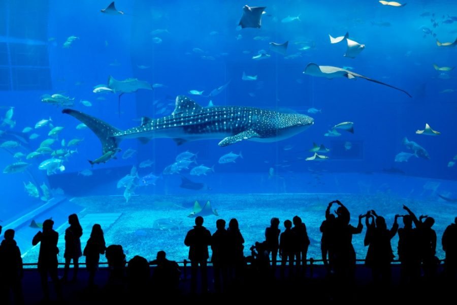 Seaworld Abu Dhabi: An Aquatic Wonderland